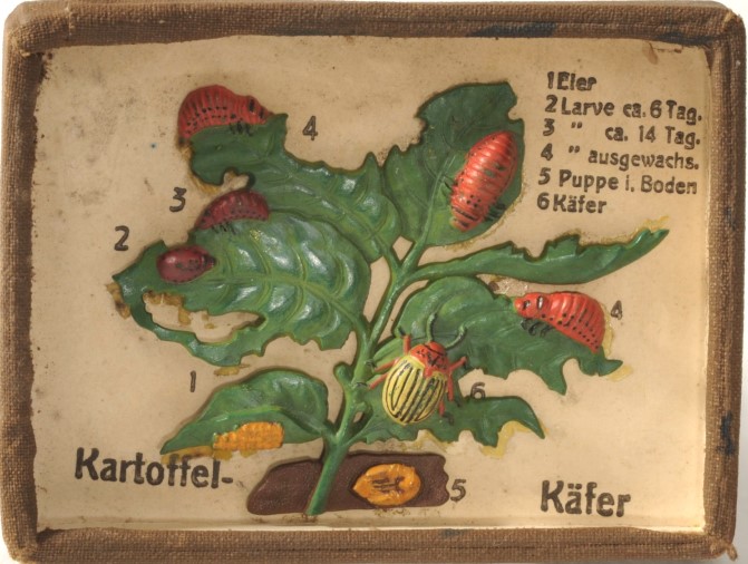 Kleines Schaukästchen „Kartoffel-Käfer“, um 1940