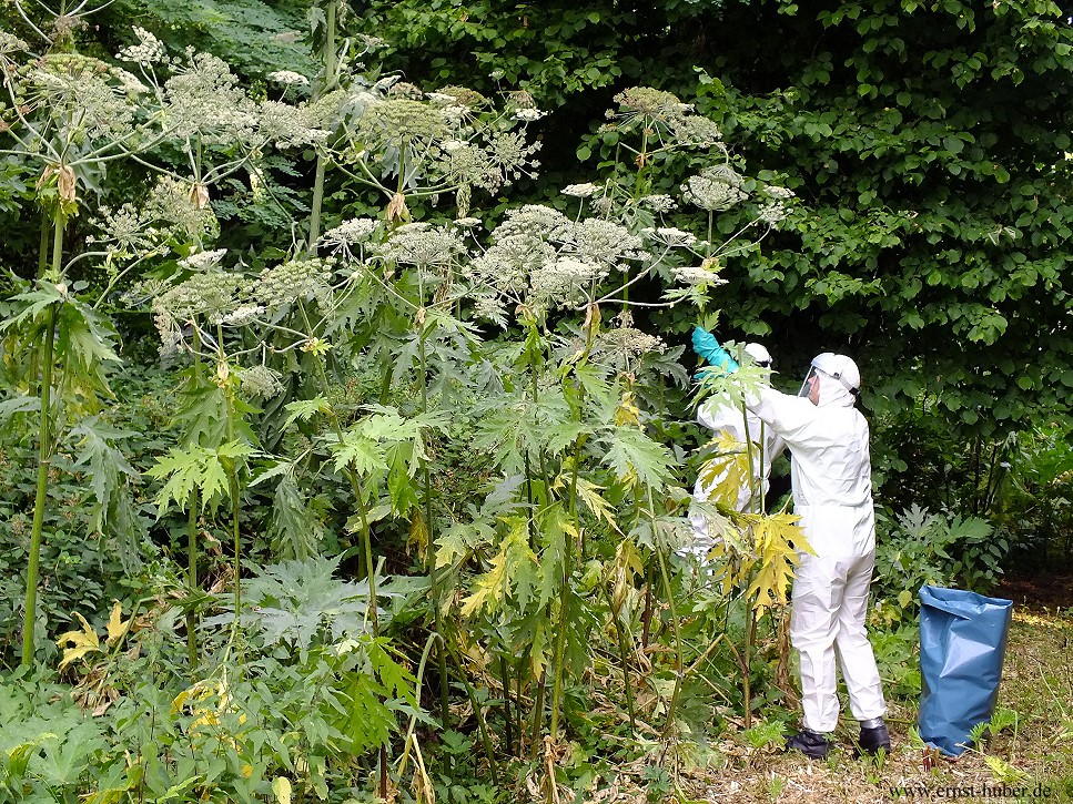 Entfernung der gefährlichen Herkulesstaude zwischen Pflochsbach und Erlach a. Main