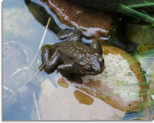 Frosch Im Gartenteich In Lohr Sendelbach
