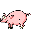 Schwein gehabt...