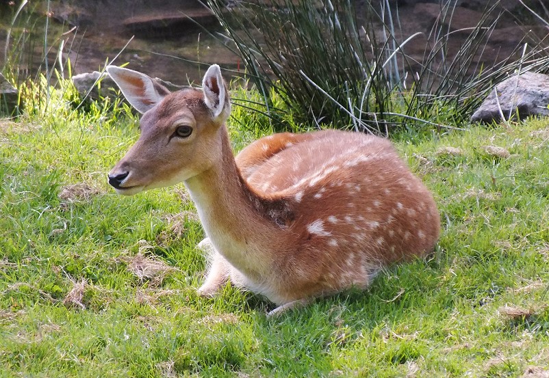 Reh im Wildpark Heigenbrücken im Spessart