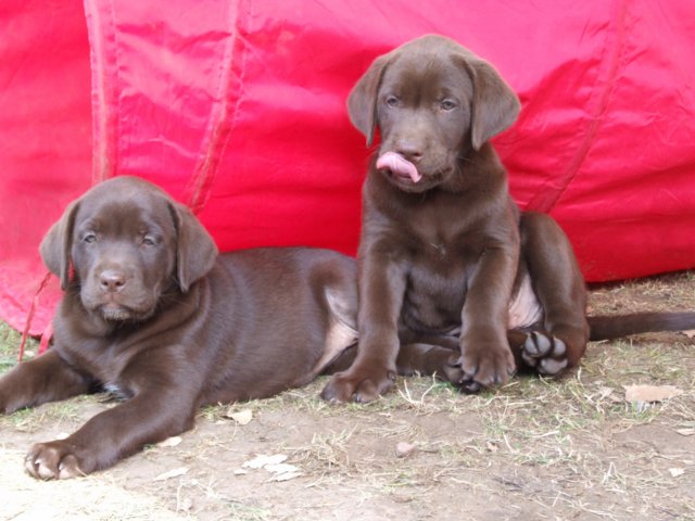 labrador_039.jpg