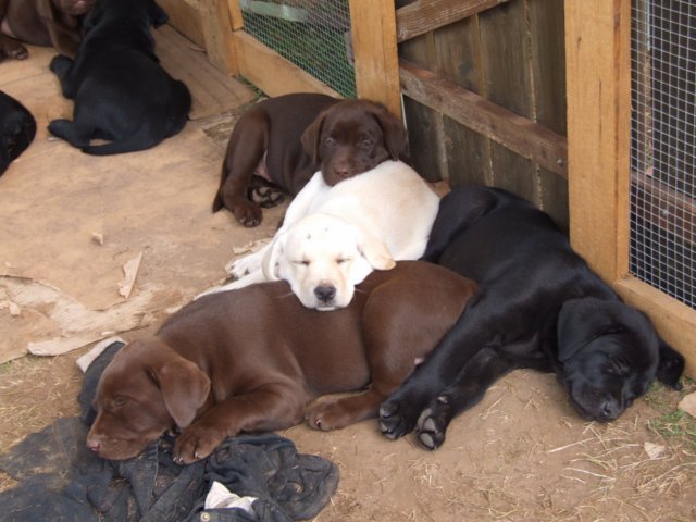 labrador_079.jpg