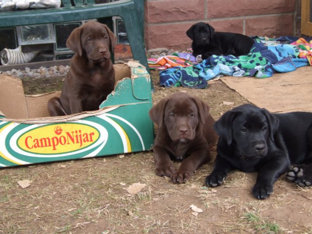 labrador_117.jpg