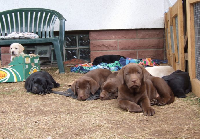 labrador_125.jpg
