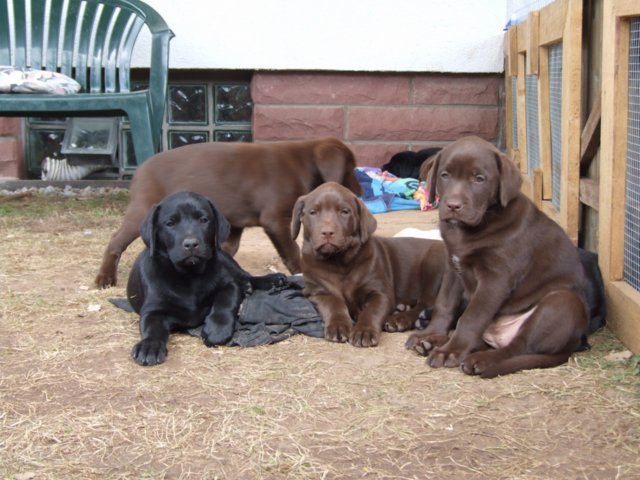 labrador_127.jpg