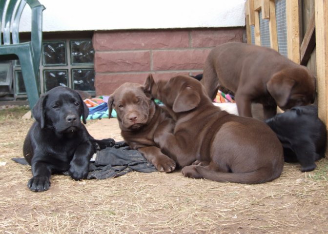 labrador_128.jpg