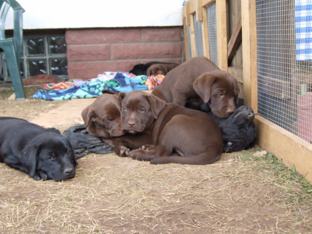 labrador_130.jpg