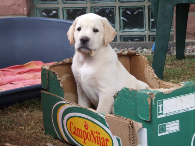 labrador_134.jpg