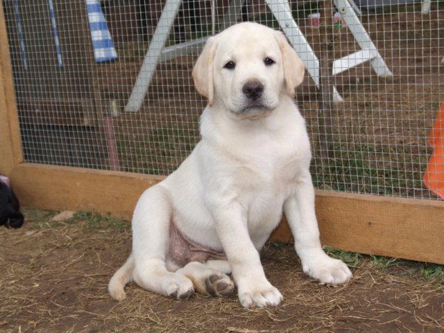 labrador_143.jpg