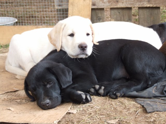 labrador_146.jpg