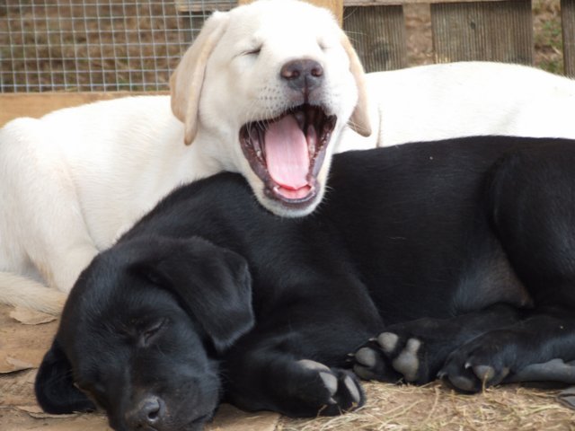 labrador_148.jpg
