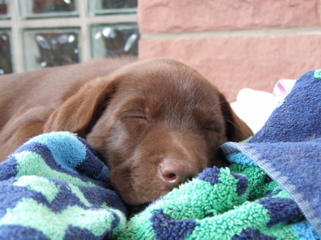 labrador_155.jpg
