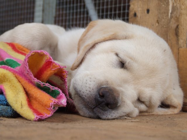 labrador_162.jpg