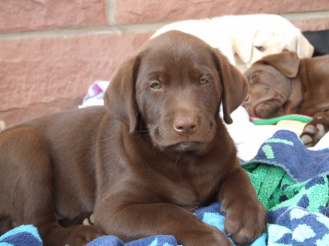 labrador_175.jpg
