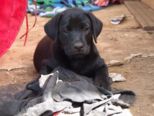 labrador_010.jpg