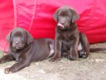 labrador_039.jpg