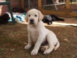 labrador_096.jpg