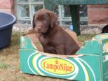labrador_100.jpg