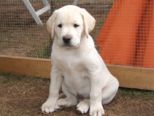 labrador_109.jpg