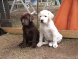 labrador_111.jpg