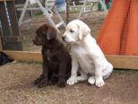 labrador_112.jpg