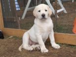 labrador_143.jpg