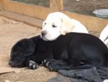 labrador_145.jpg