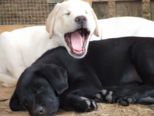 labrador_148.jpg