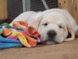 labrador_159.jpg