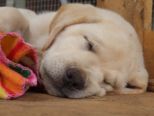 labrador_166.jpg