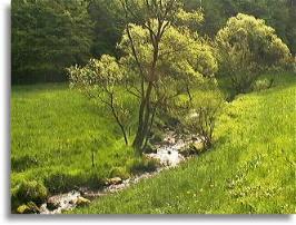 Spessartwald bei Halsbach