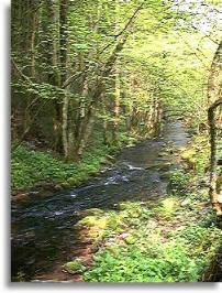 Waldbach bei Ruine Schönrain