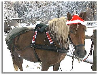 Pferd oder Elch ???