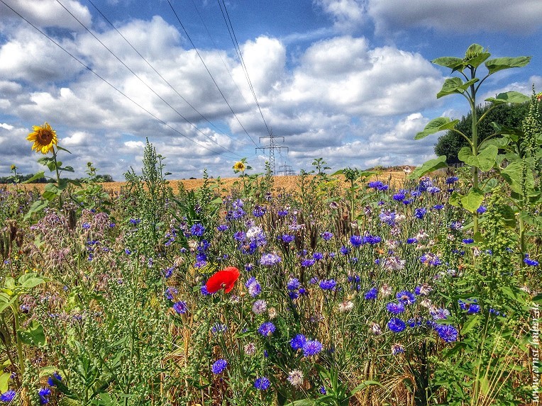 Blumenwiese in Altfeld bei Marktheidenfeld