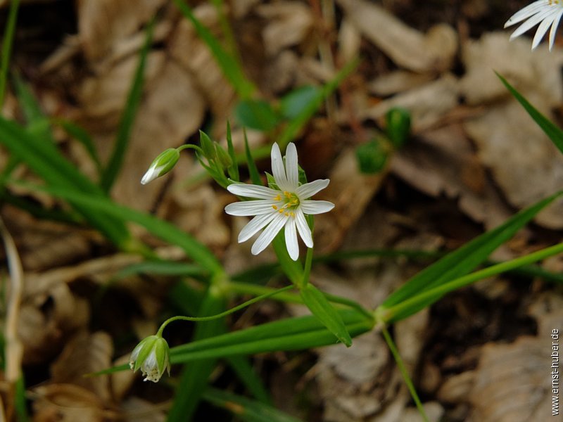 schachblume__022.jpg