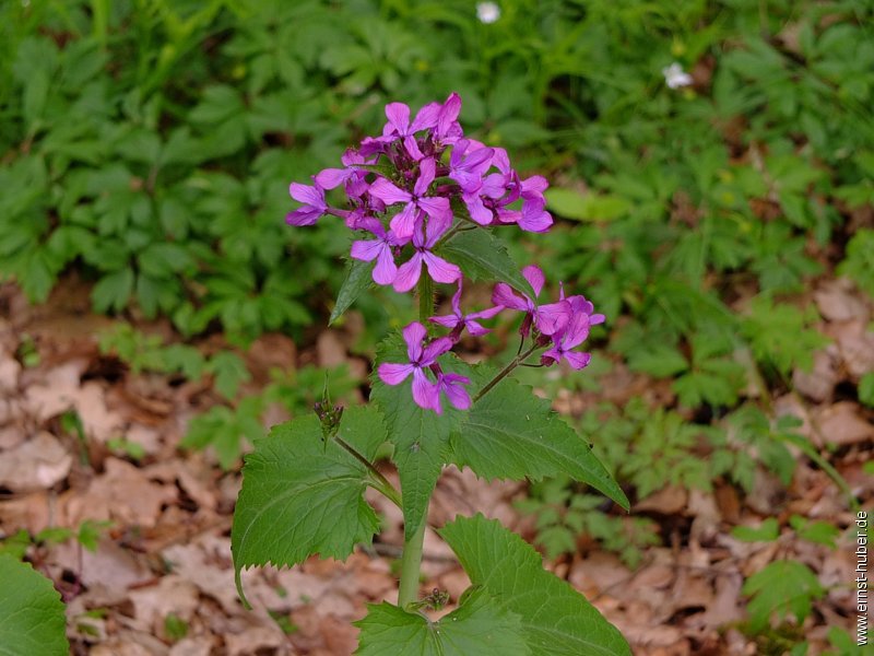 schachblume__042.jpg