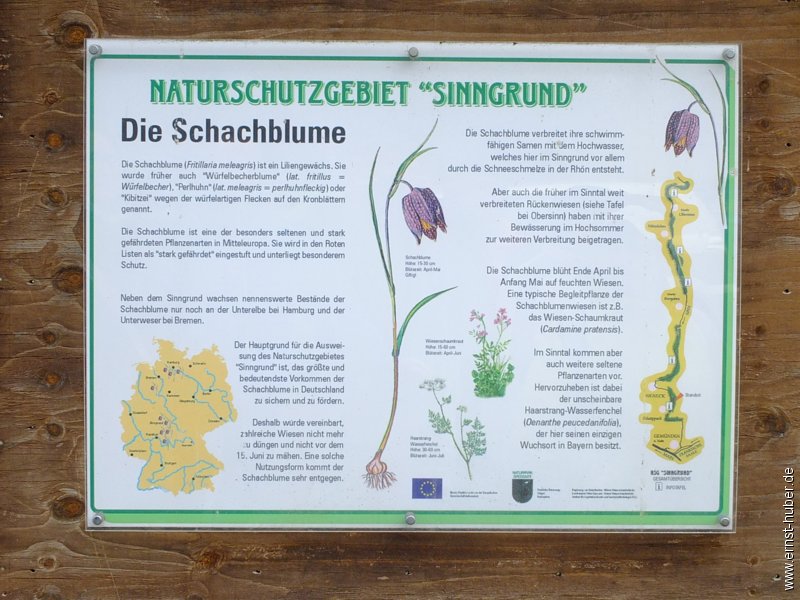 schachblume__109.jpg