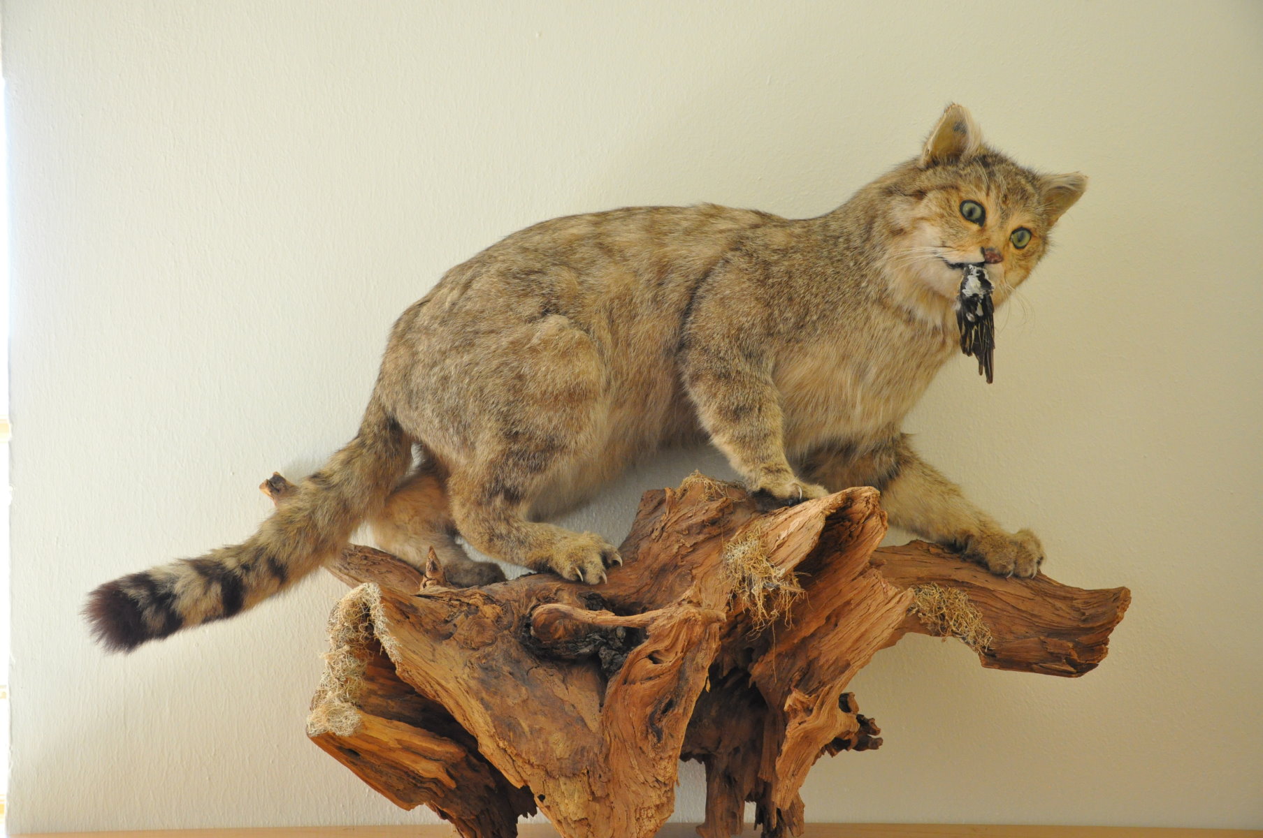 Wildkatze, Tierprparat, Leihgabe der Lohrer Forstschule; Foto von Bettina Merz, Lohr a.Main