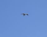 dscf7735.jpg