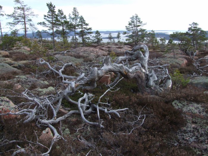 oerndskoldsvik_09__200.jpg