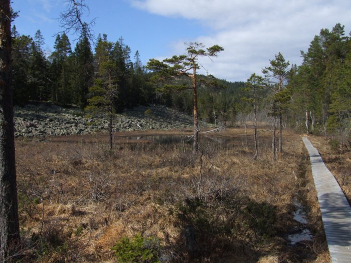 oerndskoldsvik_09__340.jpg