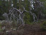 oerndskoldsvik_09__123.jpg