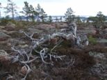 oerndskoldsvik_09__200.jpg
