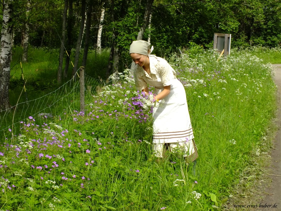 Blumenpflcken in Tracht auf der Sgewerksinsel Norrbyskr in Schweden