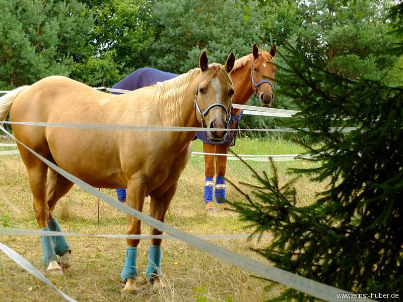 reining__210.jpg