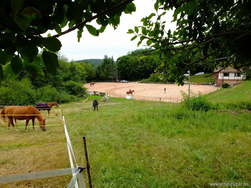 reining__223.jpg