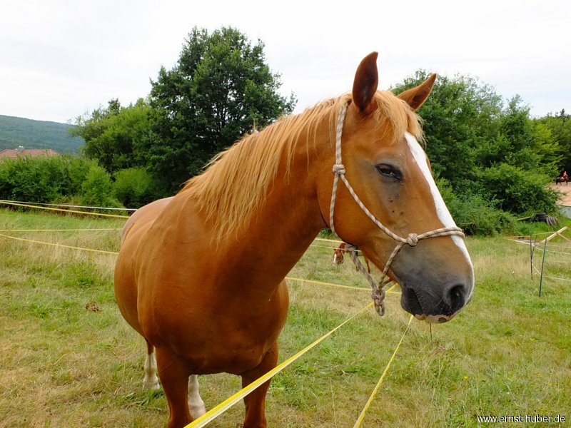reining__232.jpg