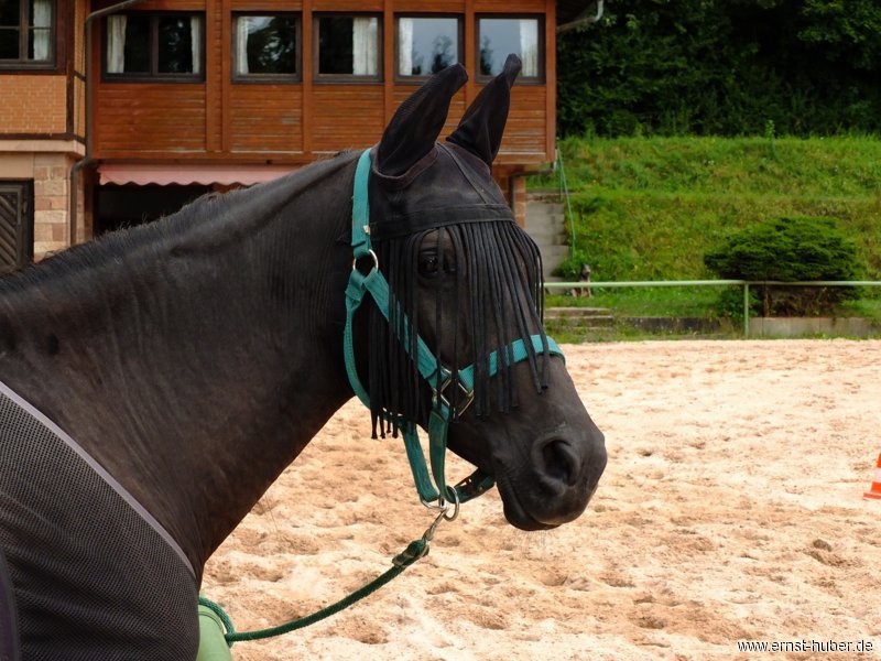 reining__300.jpg