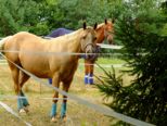 reining__210.jpg
